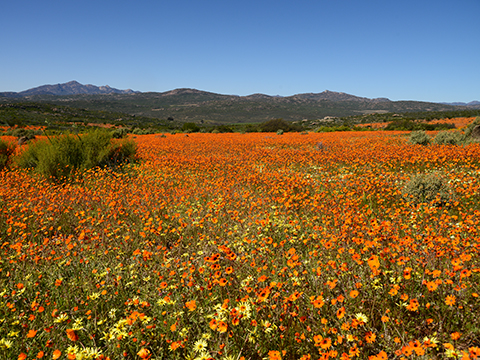 ヴィクトリアの滝から南アフリカへ 奇跡の花園 ナマクワランド 13日間 - 株式会社 グローバル ユース ビューロー