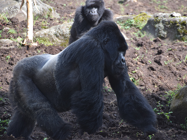 マウンテンゴリラと野生動物の王国 ルワンダ - 株式会社 グローバル 