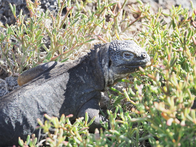 「サンタ・クルスⅡ号」ユニークな生物に出会う楽園 ガラパゴス諸島 株式会社 グローバル ユース ビューロー