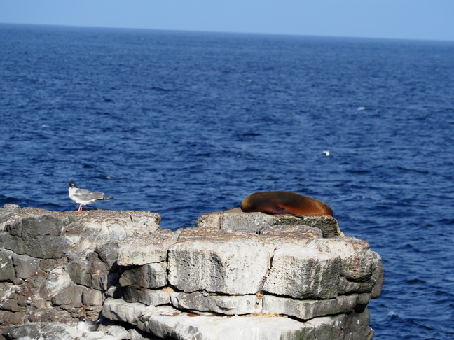 「サンタ・クルスⅡ号」ユニークな生物に出会う楽園 ガラパゴス諸島 株式会社 グローバル ユース ビューロー