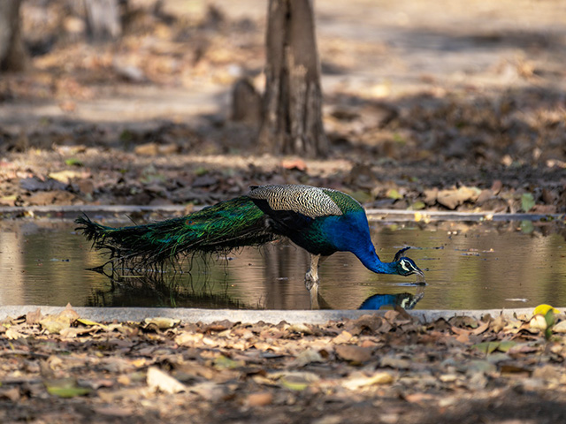 孔雀/ドゥドゥワ国立公園/©VarunNMathur
