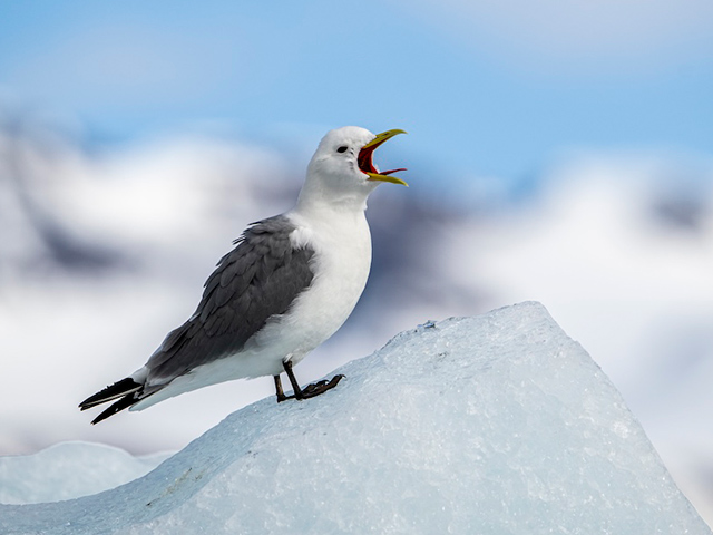 ミツユビカモメ/©Polar Latitudes Expeditions