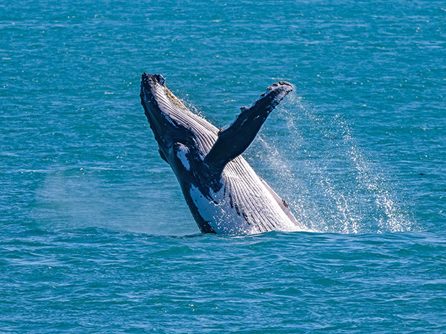 クジラに出会うチャンス/©StudioPONANT-Alexandre Herbrecht