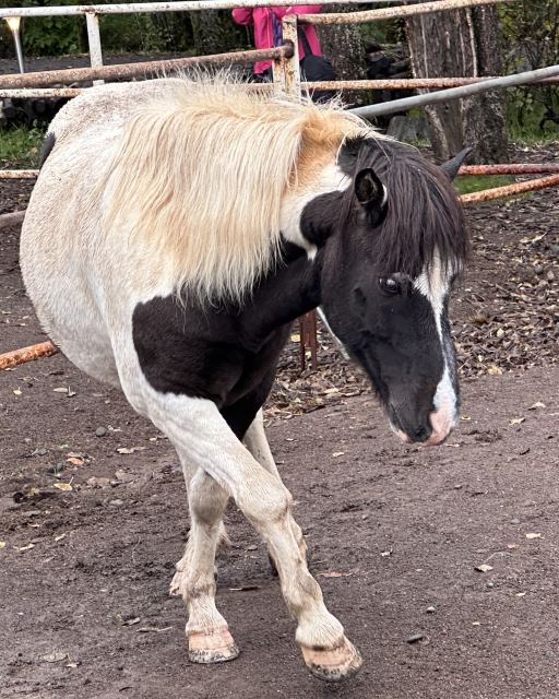 アイスランド・ホース アイスランド・ホース