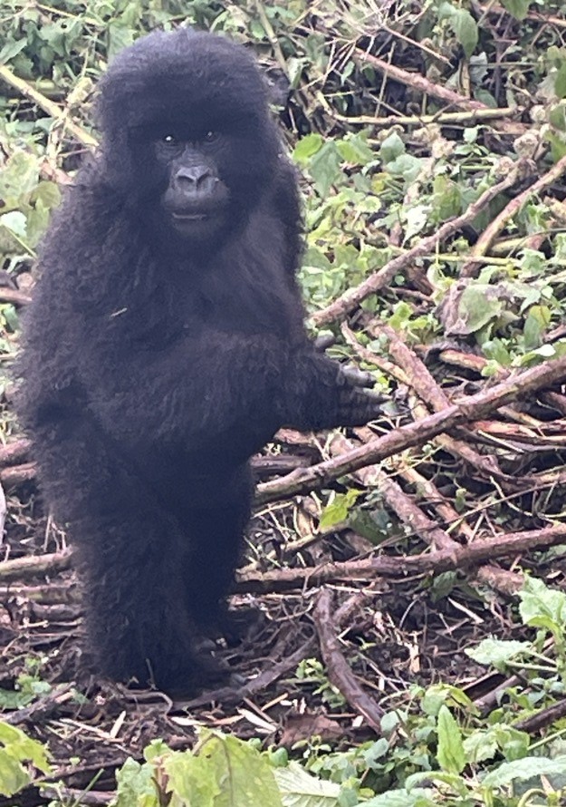 ゴリラと野生動物の国 癒やしのルワンダ | 株式会社グローバル