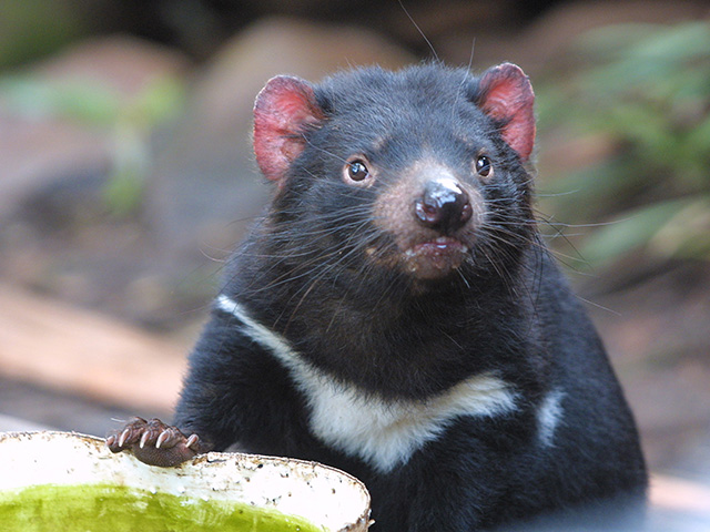 タスマニアデビル hqdefault.jpg