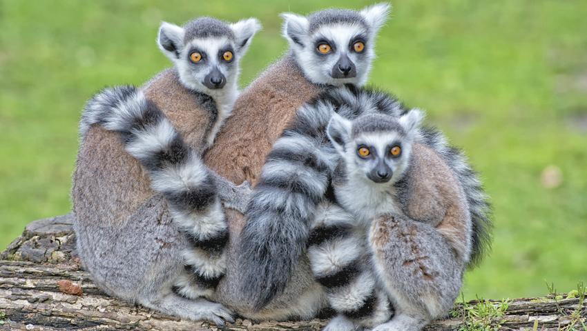 バオバブの絶景と動植物の秘境 マダガスカル | 株式会社グローバル