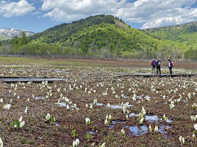 富士山　アート　尾瀬 水芭蕉 水芭蕉の季節の尾瀬へ 初夏の群馬 | 株式会社グローバル