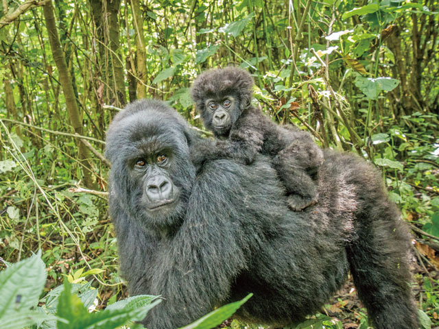 ゴリラと野生動物の国 癒やしのルワンダ | 株式会社グローバル