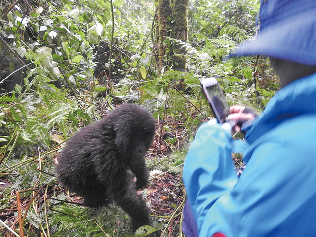 ゴリラと野生動物の国 癒やしのルワンダ | 株式会社グローバル