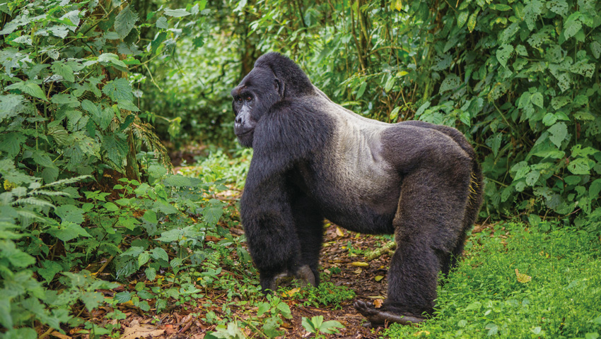 ゴリラと野生動物の国 癒やしのルワンダ | 株式会社グローバル