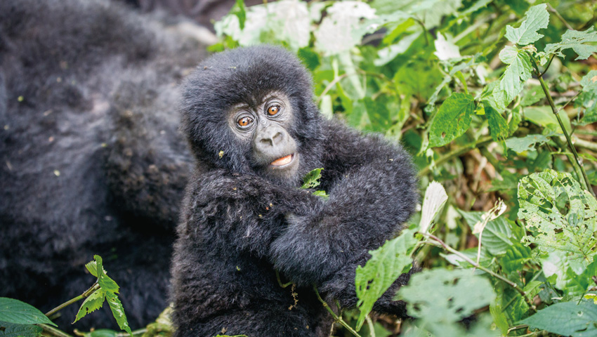ゴリラと野生動物の国 癒やしのルワンダ | 株式会社グローバル