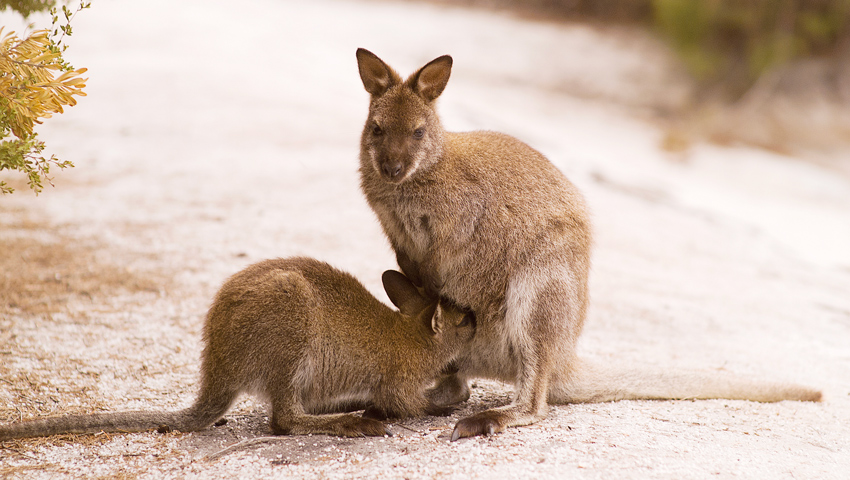 太古の自然が息づくタスマニア | 株式会社グローバル
