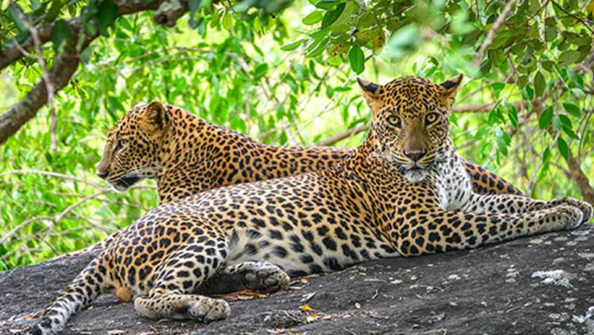 ユニークなラグジュアリーロッジに4連泊 スリランカ 極上サファリ